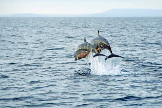 marine dolphins jumping-AsiaPhotoStock